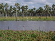 Charadai - Quimili (1)