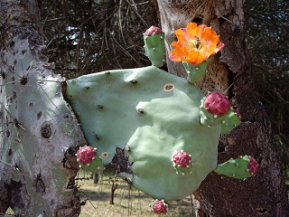 Charadai - Quimili (4)