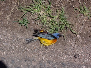 Ojo De Agua - Villa De Jesus Maria (3)