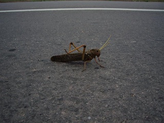 Quimili - Ojo De Agua (2)