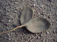 Quimili - Ojo De Agua (4)