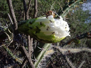 Quimili - Ojo De Agua
